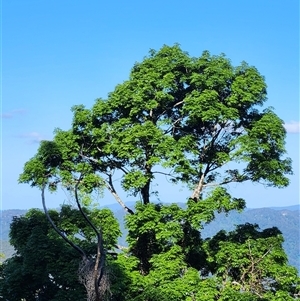 Argyrodendron actinophyllum at Killabakh, NSW - Today by Purschy
