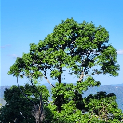 Argyrodendron actinophyllum at Killabakh, NSW - 6 Nov 2025 by Purschy