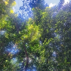 Argyrodendron trifoliolatum at Killabakh, NSW - 6 Nov 2025 by Purschy