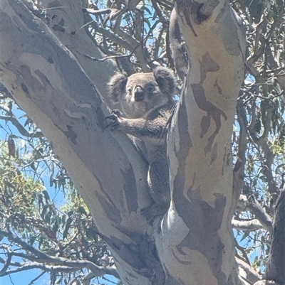 Phascolarctos cinereus (Koala) at  - suppressed by koala