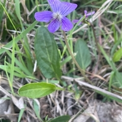 Viola betonicifolia (Mountain Violet) at Broadway, NSW - 16 Oct 2025 by JaneR