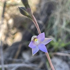 Thelymitra pauciflora (Slender Sun Orchid) at Broadway, NSW - 16 Oct 2025 by JaneR