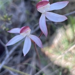 Caladenia moschata (Musky Caps) at Broadway, NSW - 16 Oct 2025 by JaneR