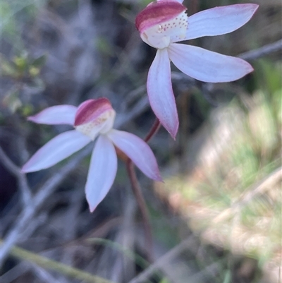 Caladenia moschata (Musky Caps) at Broadway, NSW - 16 Oct 2025 by JaneR