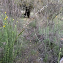 Austrostipa nodosa (Knotty Speargrass) at Watson, ACT - 6 Nov 2025 by MattM