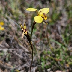 Diuris sulphurea (Tiger Orchid) at Watson, ACT - 6 Nov 2025 by BethanyDunne