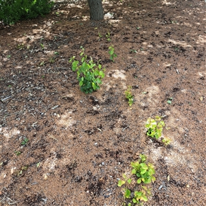 Pyrus calleryana at Watson, ACT - Today by abread111