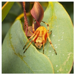 Unverified Orb-weaving spider (several families) at Yarralumla, ACT - 6 Nov 2025 by SimoneS