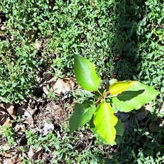 Pyrus calleryana (Callery Pear) at Watson, ACT - 6 Nov 2025 by abread111