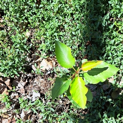 Pyrus calleryana (Callery Pear) at Watson, ACT - 6 Nov 2025 by abread111