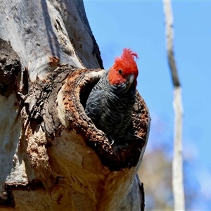 Callocephalon fimbriatum (Gang-gang Cockatoo) at Deakin, ACT - Yesterday by LisaH