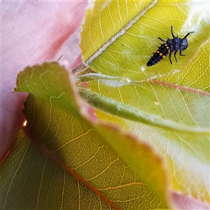 Coccinellidae (family) at Watson, ACT - Yesterday by abread111