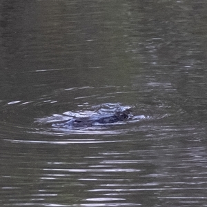 Ornithorhynchus anatinus at Berrima, NSW - Yesterday by Aussiegall