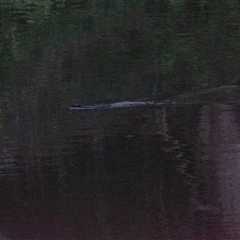 Hydromys chrysogaster (Rakali or Water Rat) at Berrima, NSW - 6 Nov 2025 by Aussiegall