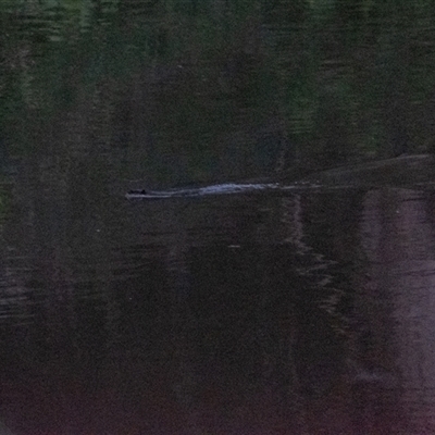 Hydromys chrysogaster (Rakali or Water Rat) at Berrima, NSW - 6 Nov 2025 by Aussiegall