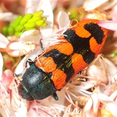 Castiarina crenata (Jewel beetle) at Theodore, ACT - 6 Nov 2025 by Harrisi