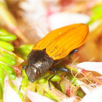 Castiarina balteata (A jewel beetle) at Theodore, ACT - 6 Nov 2025 by Harrisi