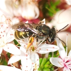 Lipotriches (Austronomia) flavoviridis (sweat bee) at Theodore, ACT - 6 Nov 2025 by Harrisi