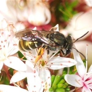 Unverified Bee (Hymenoptera, Apiformes) at Theodore, ACT - Yesterday by Harrisi