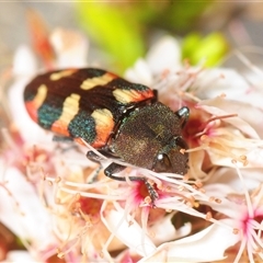 Castiarina sexplagiata (Jewel beetle) at Theodore, ACT - 6 Nov 2025 by Harrisi