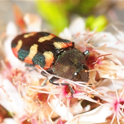 Castiarina sexplagiata (Jewel beetle) at Theodore, ACT - 6 Nov 2025 by Harrisi