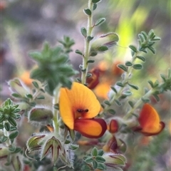 Pultenaea (genus) at Bookham, NSW - 19 Oct 2025 by sduus