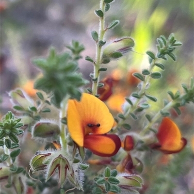 Pultenaea (genus) at Bookham, NSW - 19 Oct 2025 by sduus