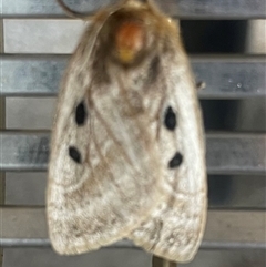 Anthela ocellata (Eyespot Anthelid moth) at Cranbourne North, VIC - 7 Nov 2025 by Sventie