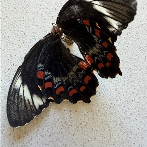 Papilio aegeus at Richardson, ACT - Yesterday by Ash295