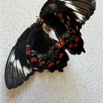 Papilio aegeus (Orchard Swallowtail, Large Citrus Butterfly) at Richardson, ACT - 6 Nov 2025 by Ash295