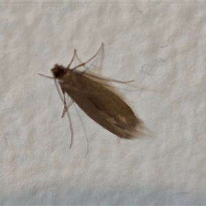 Tineola bisselliella at Isaacs, ACT - Today by Mike