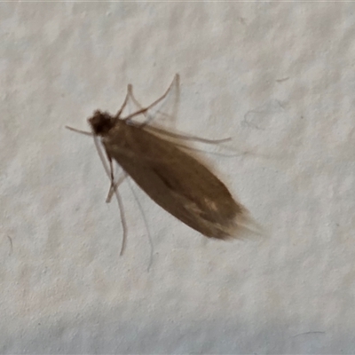 Tineola bisselliella at Isaacs, ACT - 7 Nov 2025 by Mike