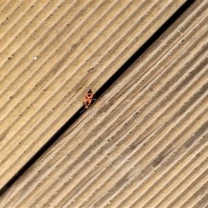 Melanerythrus mactans (A seed bug) at Sutton, NSW - Yesterday by BarbB