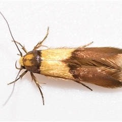 Stathmopoda callichrysa (A curved-horn moth) at Jerrabomberra, NSW - 6 Nov 2025 by DianneClarke