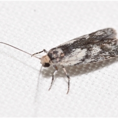 Phylomictis maligna (A Stenomatinae moth) by DianneClarke