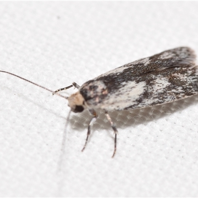 Phylomictis maligna (A Stenomatinae moth) at  - suppressed by DianneClarke