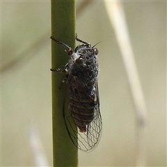 Myopsalta waterhousei (Smoky Buzzer) at Kambah, ACT - 7 Nov 2025 by HelenCross