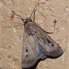 Agrotis infusa (Bogong Moth, Common Cutworm) at Conder, ACT - 17 Oct 2025 by MichaelBedingfield