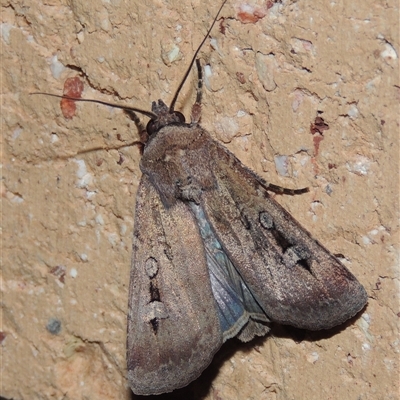 Agrotis infusa (Bogong Moth, Common Cutworm) at Conder, ACT - 17 Oct 2025 by MichaelBedingfield