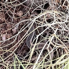 Morethia boulengeri (Boulenger's Skink) at Strathnairn, ACT - Today by Eland