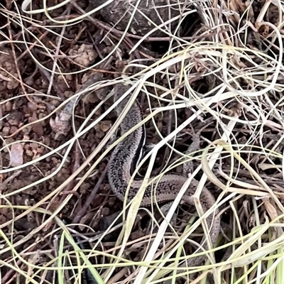 Morethia boulengeri (Boulenger's Skink) at Strathnairn, ACT - Today by Eland