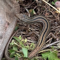 Ctenotus robustus (Robust Striped-skink) at Belconnen, ACT - Today by Eland