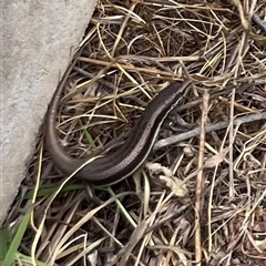 Morethia boulengeri (Boulenger's Skink) at Belconnen, ACT - Today by Eland