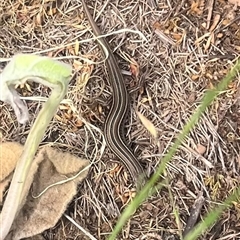 Ctenotus robustus (Robust Striped-skink) at Belconnen, ACT - Today by Eland
