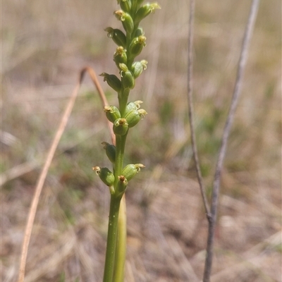 Microtis (genus) (onion orchids) at Chapman, ACT - 7 Nov 2025 by BethanyDunne
