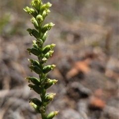 Microtis unifolia (Common Onion Orchid) at Chapman, ACT - 7 Nov 2025 by BethanyDunne