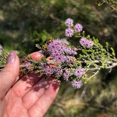 Calytrix (genus) at Uriarra Village, ACT - Yesterday by RangerBec