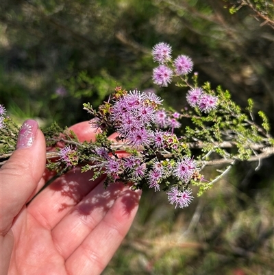 Calytrix (genus) at Uriarra Village, ACT - Yesterday by RangerBec