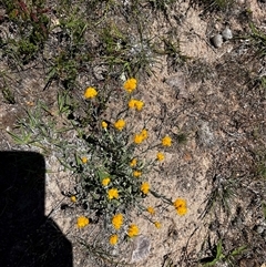 Chrysocephalum apiculatum (Common Everlasting) at Uriarra Village, ACT - 6 Nov 2025 by RangerBec
