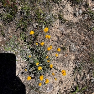 Unverified Other Wildflower or Herb at Uriarra Village, ACT - Yesterday by RangerBec